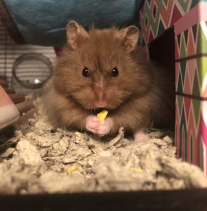 About Syrian Hamsters – Hubba-Hubba Hamstery